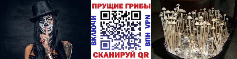 omg как зайти  Сасово  Псилоцибиновые грибы мухоморы 